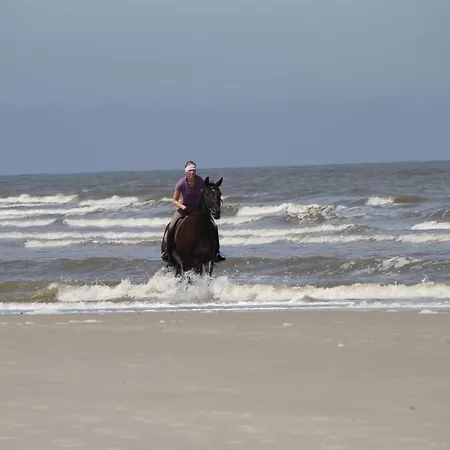 Strandhafer *